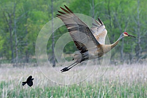 Shot of the beautiful and patterned Sandhill crane flying