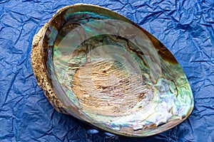 A Shot Of A Beautiful Specimen Of Natural Paua Abalone Shell Showing Inside Pearly Texture