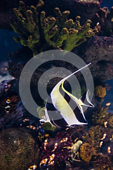 Shot of beautiful zebrafish - undersea life
