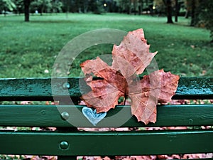 Shot of a bench with a heart sign and a red leaf