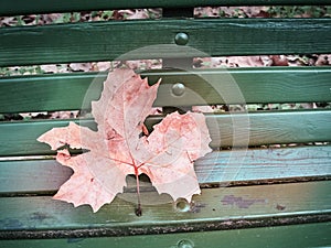 Shot of a bench with a red leaf