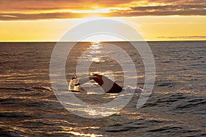 Shot of a big fish swimming in the ocean during sunset