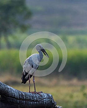  Aisan Openbill Stork Shot on Nikon d7200 photo