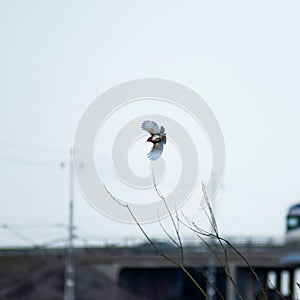 Shot of a bird Wingspan on flight