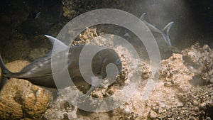 A shot of black fish on seabed underwater