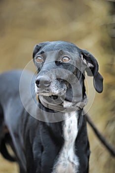 Shot of a black and white dog