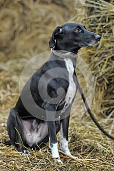 Shot of a black and white dog