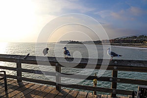 A shot of black and white seagulls standing on the edge of a wooden pier near vast blue ocean water with palm trees and hotels