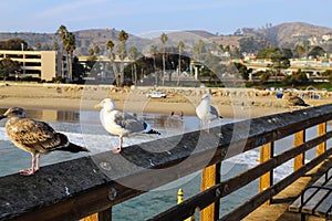 A shot of black and white seagulls standing on the edge of a wooden pier near vast blue ocean water with palm trees and hotels