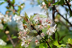 A shot of blooming branch apple tree in spring with beautiful white flowers under blue sky background