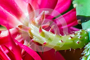 Macro shot of a pink cactus blossom
