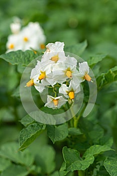 Shot of blossom of potato plant - Solanum tuberosum