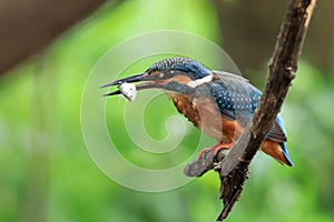 The shot of the Blue-eared Kingfisher taken in Sichuan China