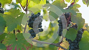 Shot on blue ripe grapes in the vineyard