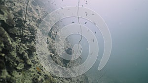 Shot from the bottom of the sea with fish swimming among the coral