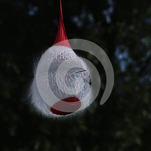 Shot Breaking Water Filled Red Balloon