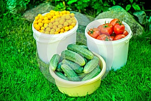 Shot of buckets of freshly picked ripe red tomatoes, cucumbers and small yellow plums