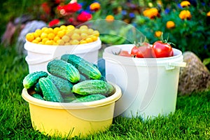 Shot of buckets of freshly picked ripe red tomatoes, cucumbers and small yellow plums