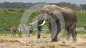 Shot of a bull elephant at amboseli