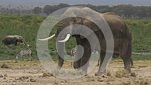 Shot of a bull elephant at amboseli