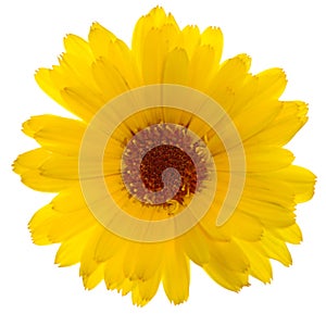 Shot of calendula