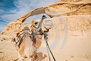 Shot of a camel with the sleeping bedouin on a hump in the desert in Jordan