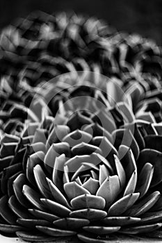 Succulent in black and white photo