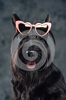 Panting fashion doggy with sunglasses against dark background