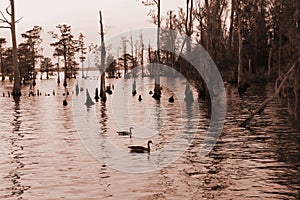 Chowan River With Geese Swimming