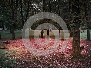 Shot of a circle of trees and benches with a red leaves floor