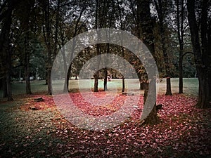 Shot of a circle of trees and benches with a red leaves floor