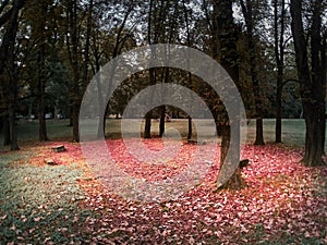 Shot of a circle of trees and benches with a red leaves floor