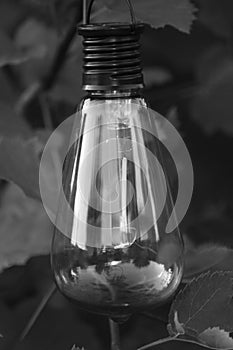 A shot of a clear lightbulb
