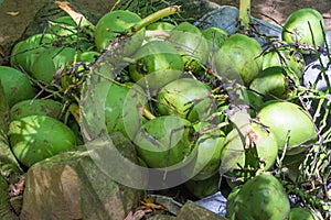 Shot of coconut fruit on the floor