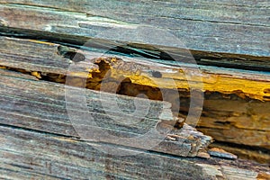 Shot of a collapsing wooden log as a symbol of the passing of time, the aging process, decay, entropy, decay of organic