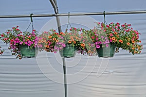 Shot of colorful greenhouse flowers in a plastic vase hanging from a pole