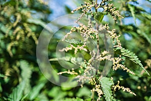 Shot of common nettles in a field under the sunlight at daytime with a blurry backgroun