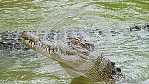 A shot of a crocodile catching bait