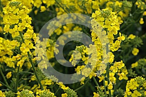 Shot of cultivated raps field in Germany