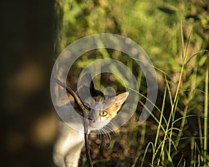Shot of curious looking cat in sunlit grass