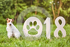 Adorable happy fox terrier dog at the park 2018 new year greetin