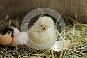 Shot of cute chick on hay backdrop