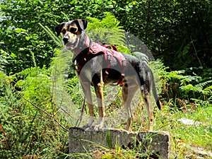 Shot of a cute dog standing in nature