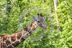 Shot Of A Cute Giraffe With A green In The Background