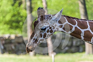 Shot Of A Cute Giraffe With A green In The Background