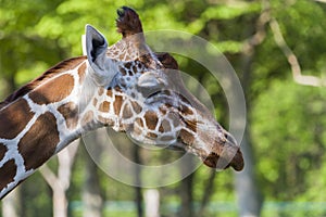 Shot Of A Cute Giraffe With A green In The Background