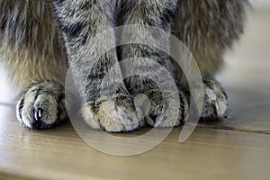 Shot of cute soft cat paws while sitting on table