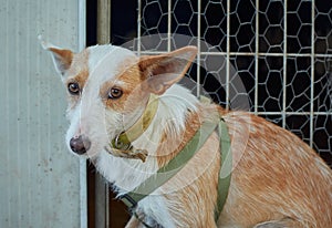 Shot of a cute unusual half-breed white-brown dog with a martingale dog collar