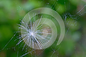 Shot of a dandelion parachute and spider web