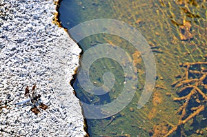 Shot of a dragonfly next to a basin of termal water in yellowstone national park.